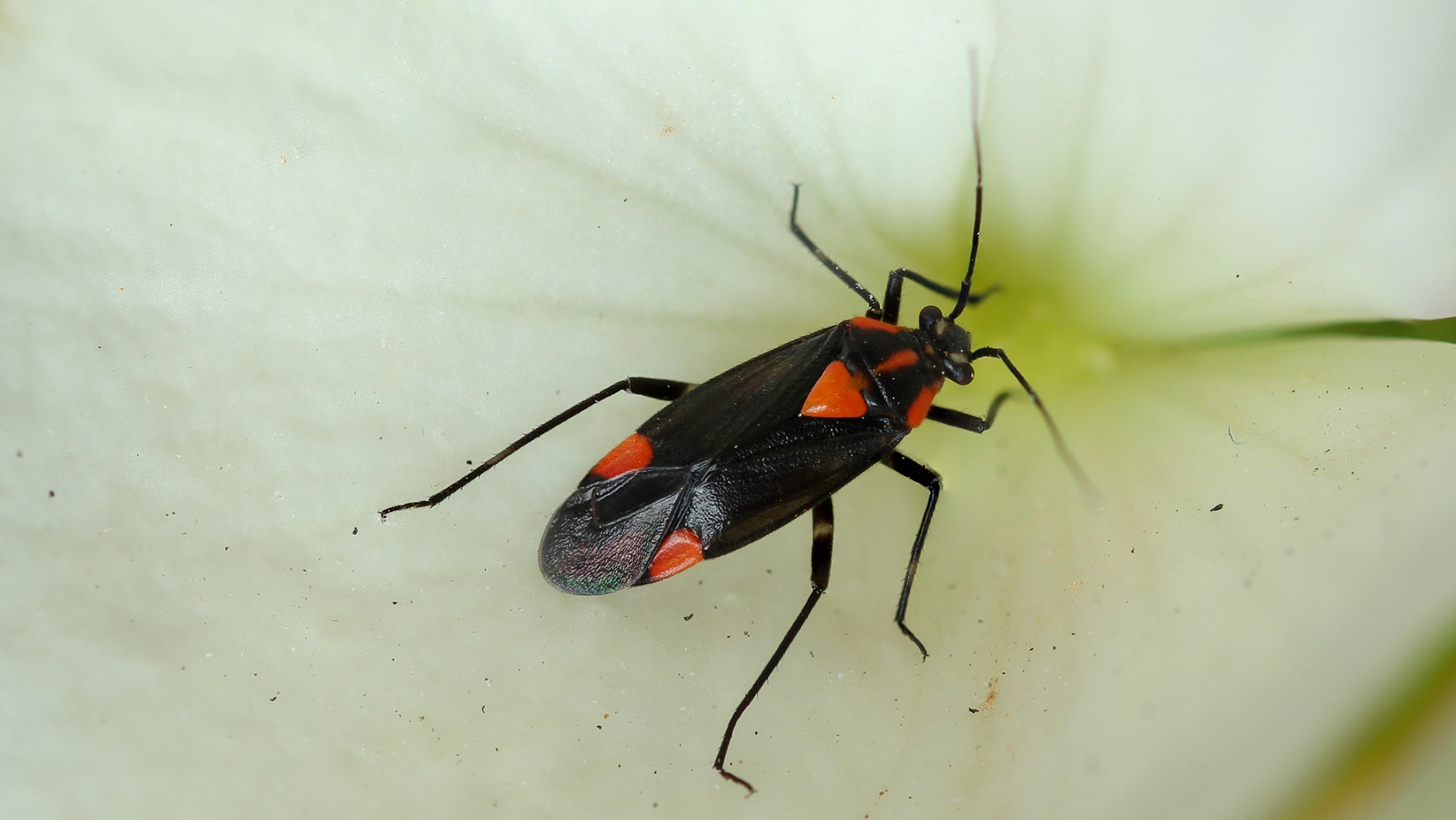 Miridae: Capsodes flavomarginatus